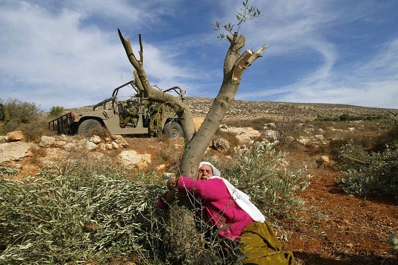 4afp salem olive tree palestine 2005web 1